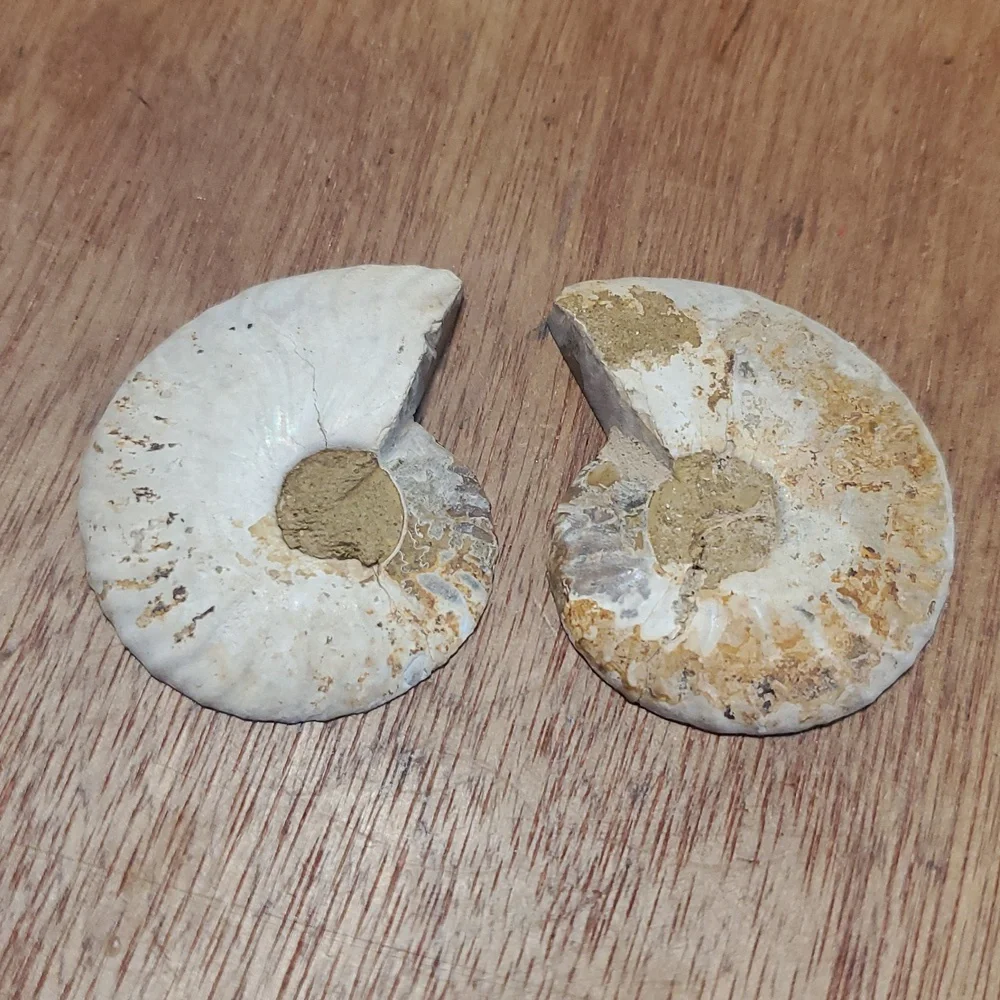 Ammonite Fossil Halves – Polished Interior GS